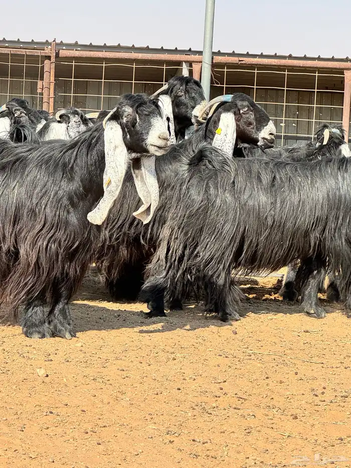 ماعز عوارض صنف الصنف تبارك الرحمن 20