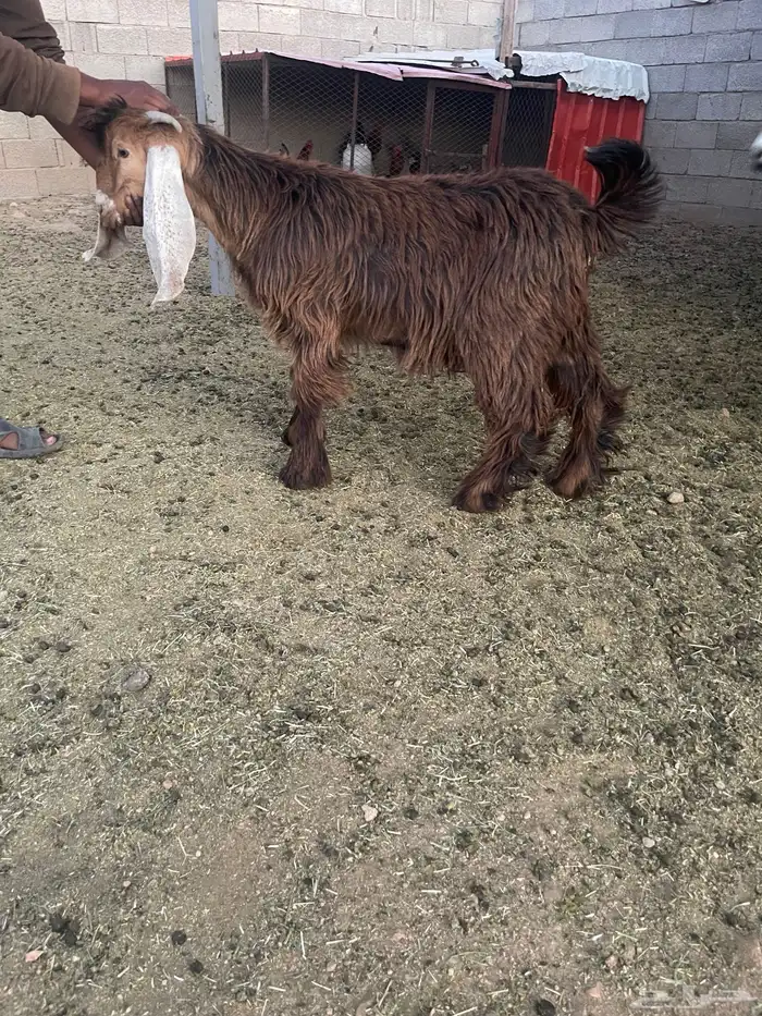 للبيع تيوس وجفار فل شحم 4