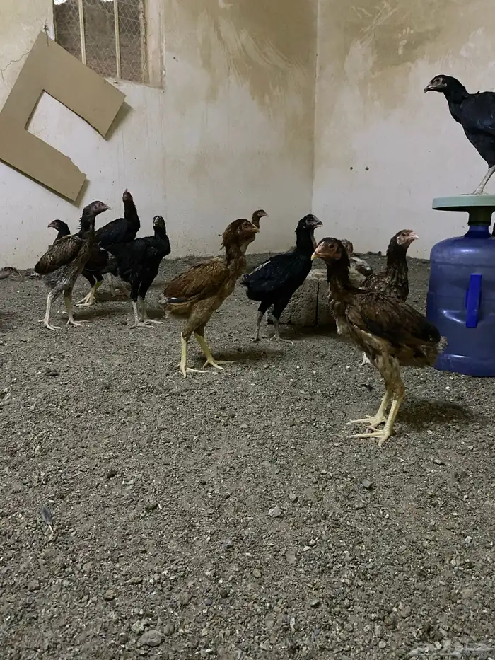 صوص باكستاني 7
