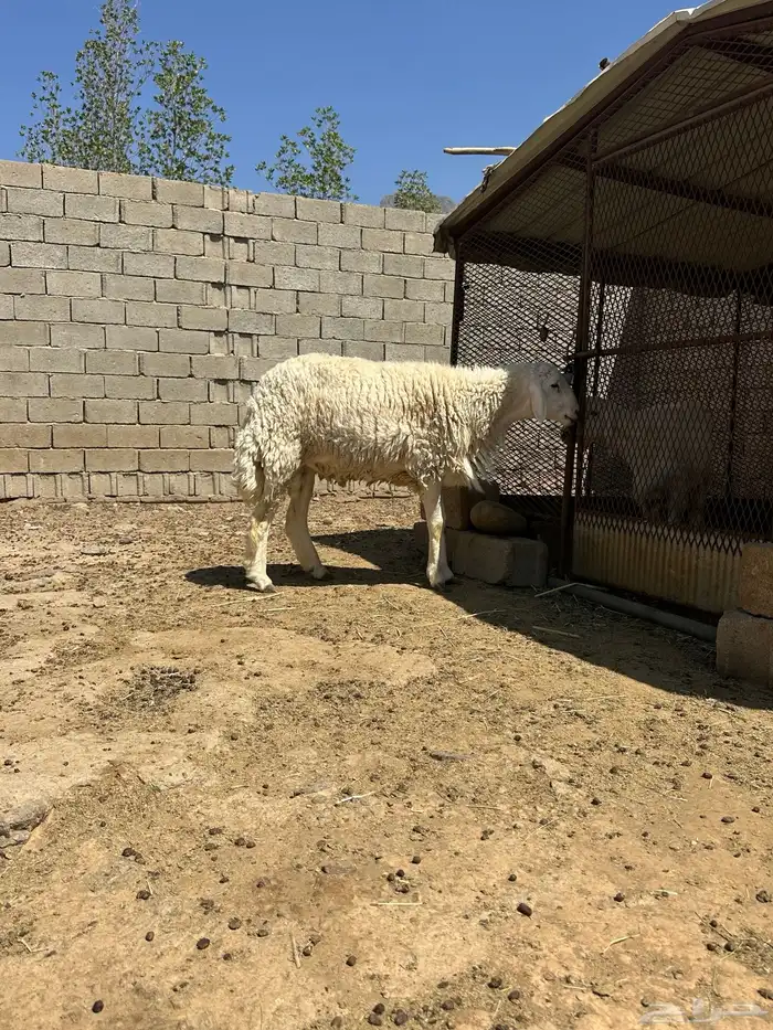 خروف فحل جذع 5