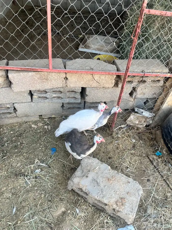 دجاج طقم حبشي تم البيع 10