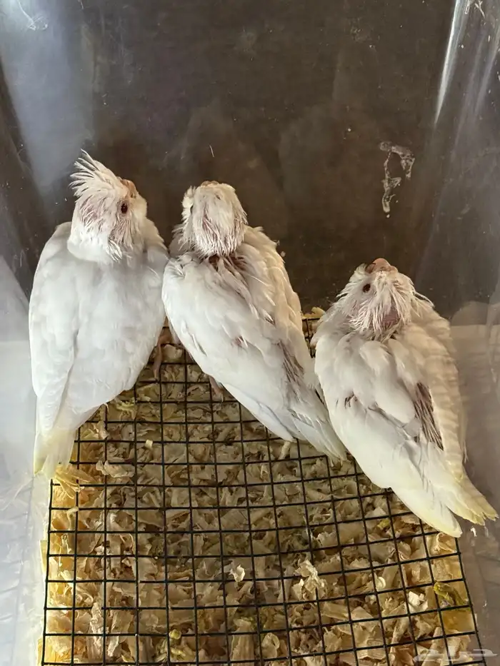 فروخ كروان البينو ( تم البيع ) . 0