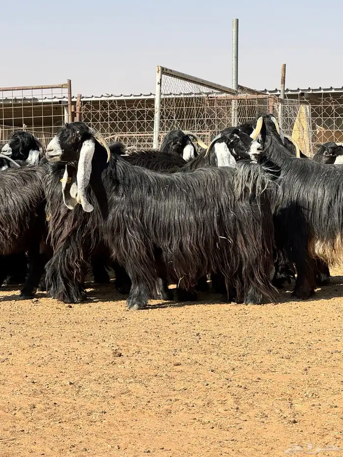 ماعز عوارض صنف الصنف تبارك الرحمن 7