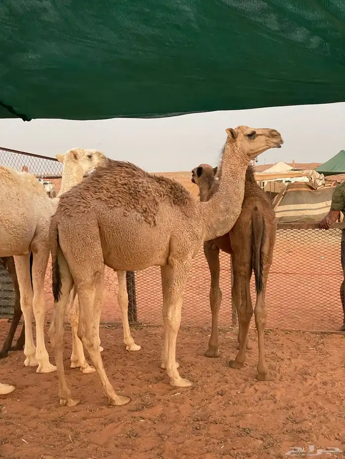 بكره للبيع 0