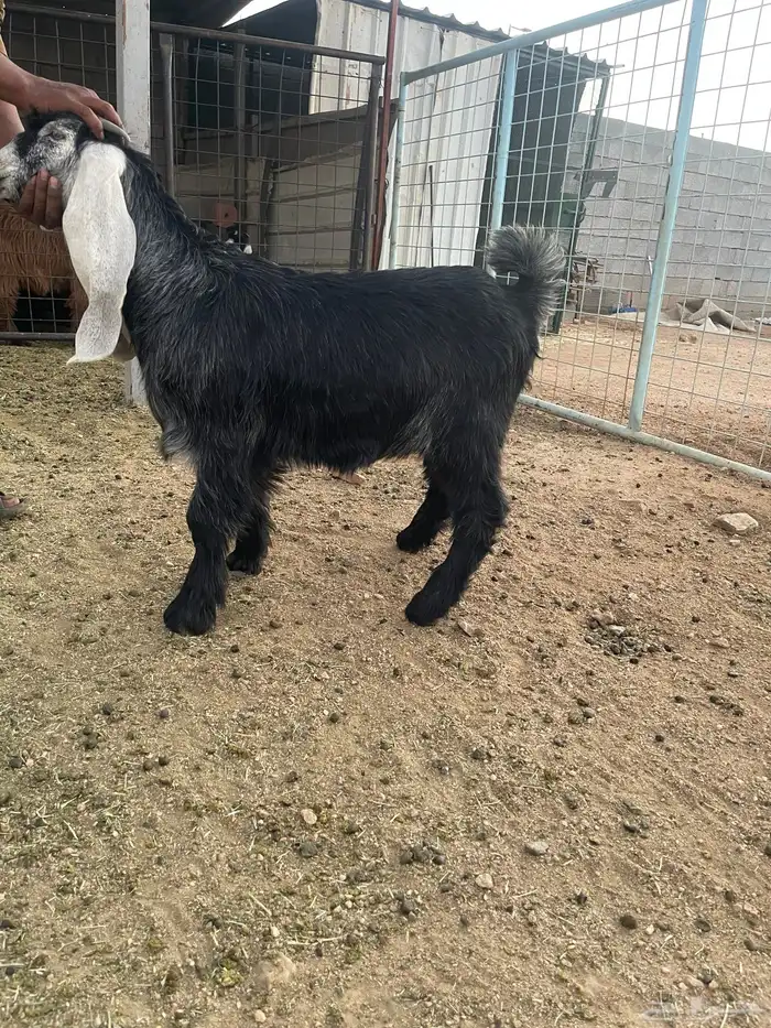 للبيع تيوس وجفار فل شحم 7