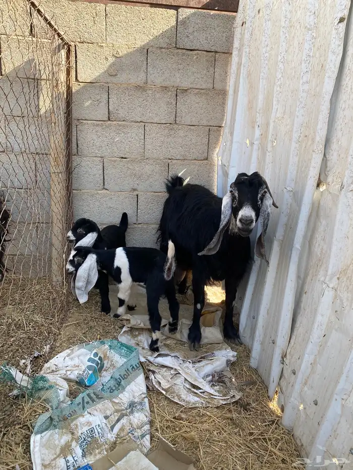 عنز معها جفرات 0