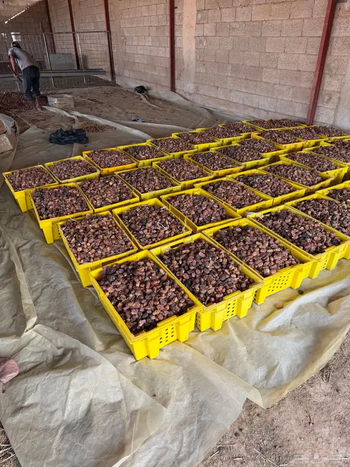 بيع تمر ناشف علف مواشي 4