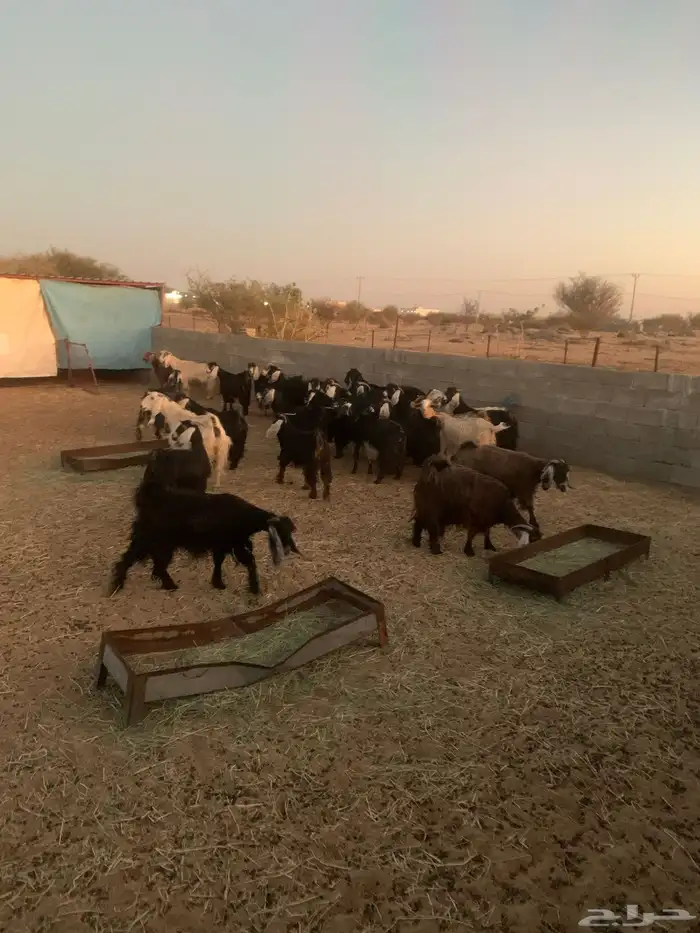 معزا عوارض مراح واحد العدد 32 بالفحول 2 0