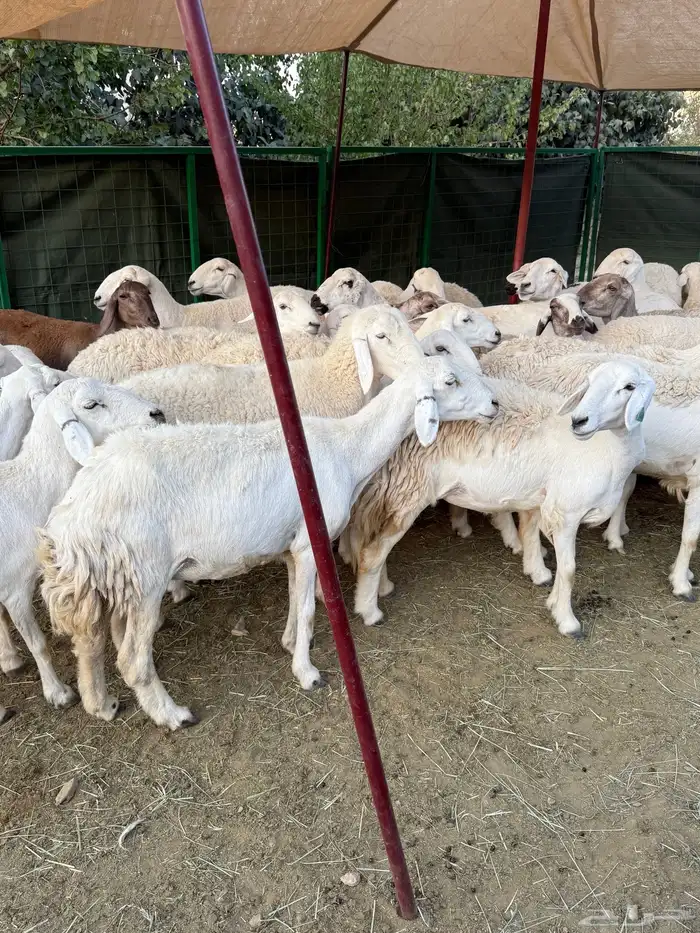 غنم مراح منوة القناي ( صغار سن ) 16