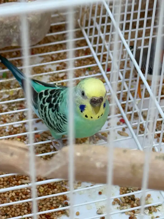 طيور للبيع 3