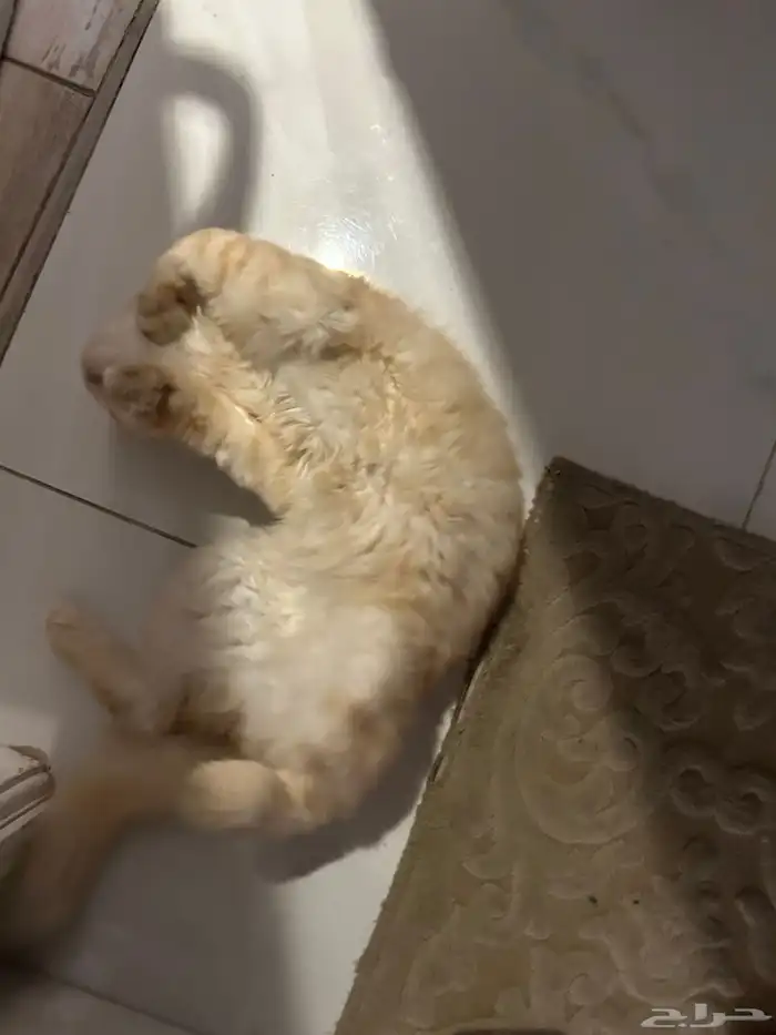 بسه للتبني في حي الاجاويد 2