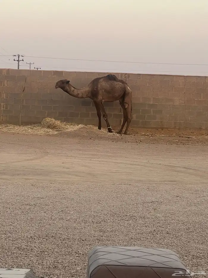 قعود فحل للبيع 0