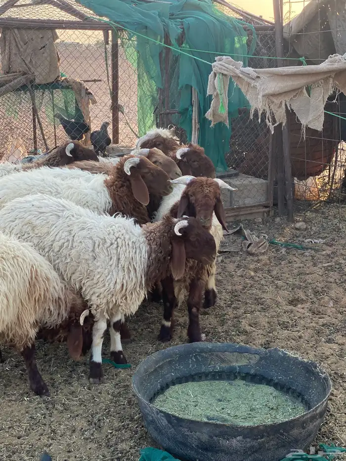 طليان نعيم للبيع 6