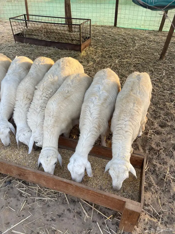 جميع انواع الذبائح متوفر حري سواكني تيوس محايلي يتوفر توصيل 3