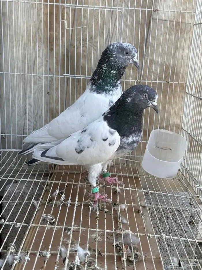 حمام باكستاني 2