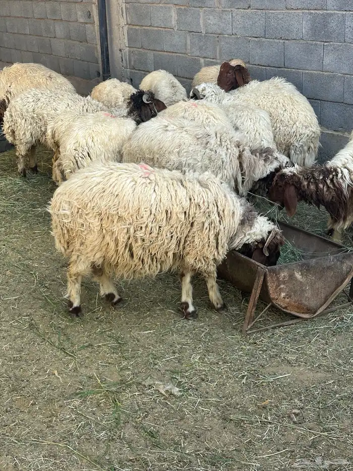 خرفان نعيمي 3