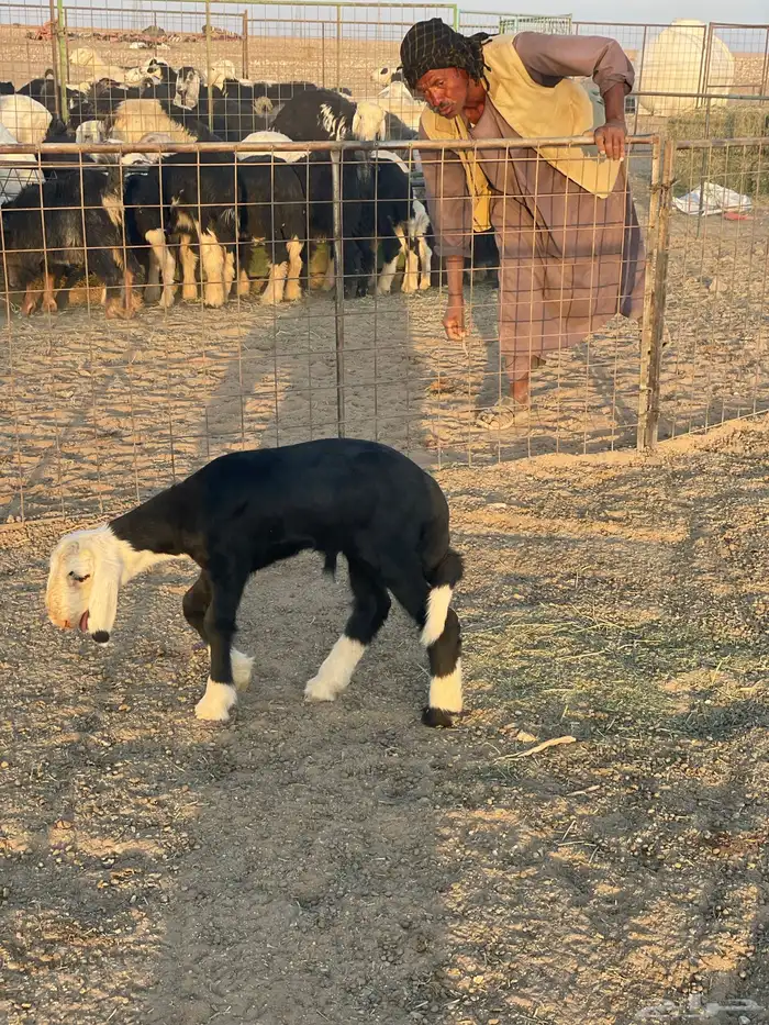 داغور نجدي (( تم البيع )) 2