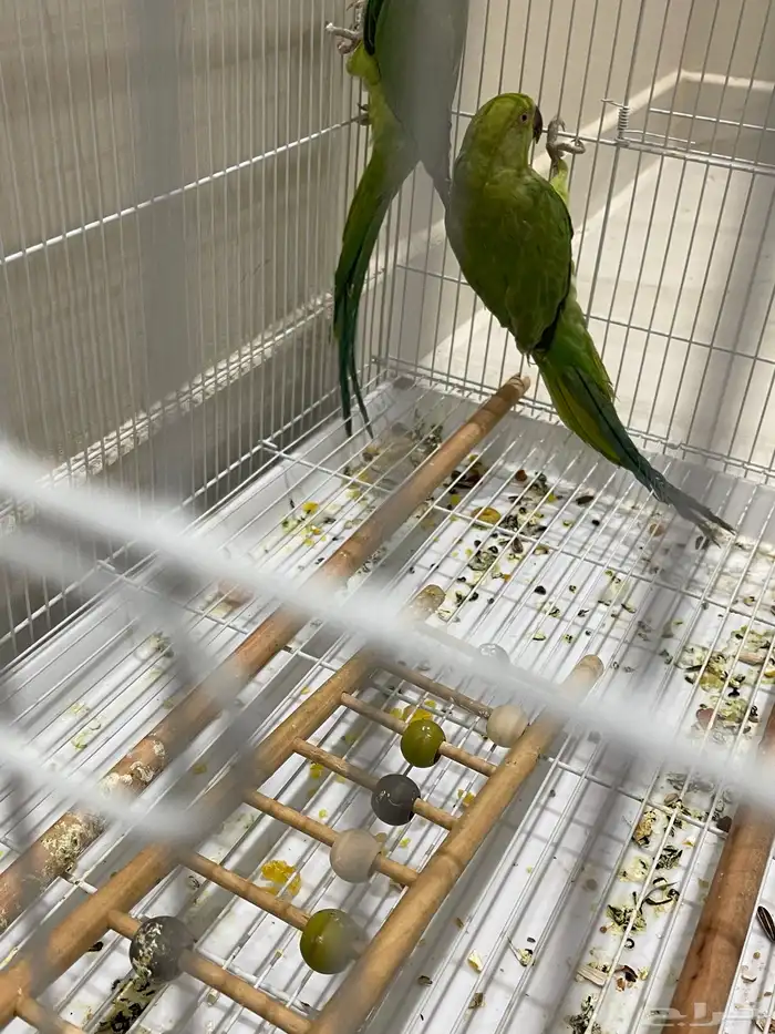 طيور الدره وكروان 1