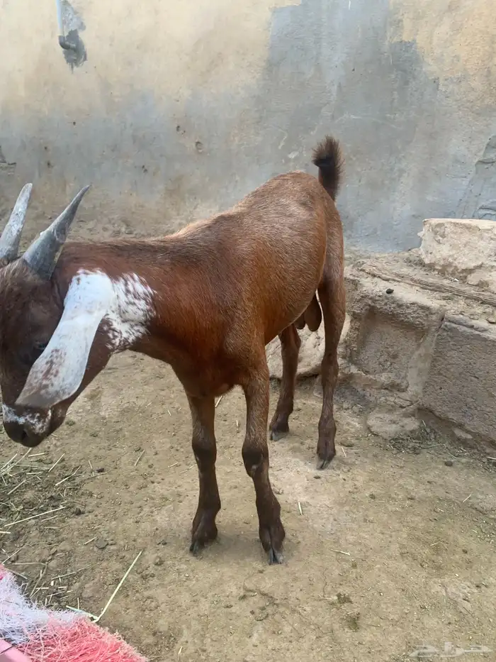 فرير مشروع فحل واربعه تيوس سمان ماشاءالله 9