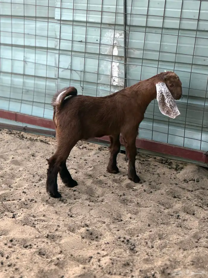 معزا مصريات منايح 11