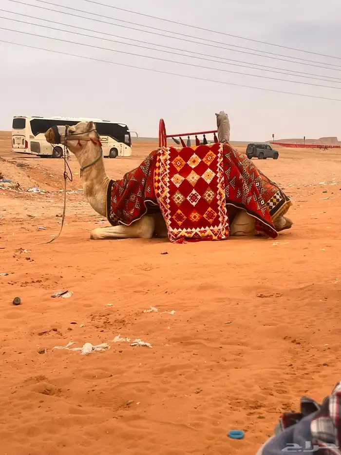 يوجد لدينا أجار خيل و جمال و سيسي 6