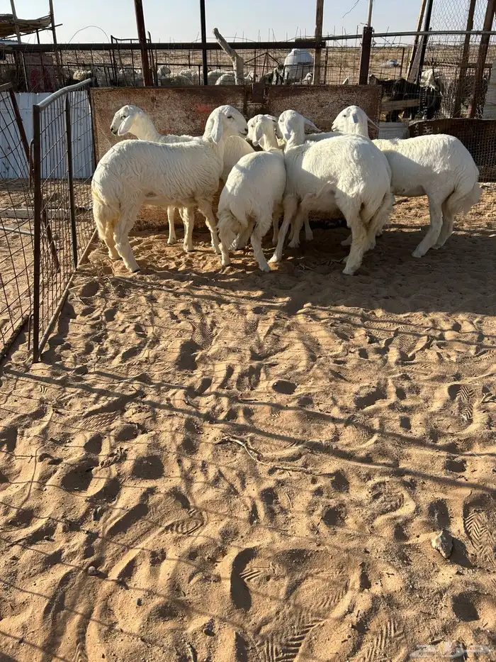 رخال صنف تم البيع 5