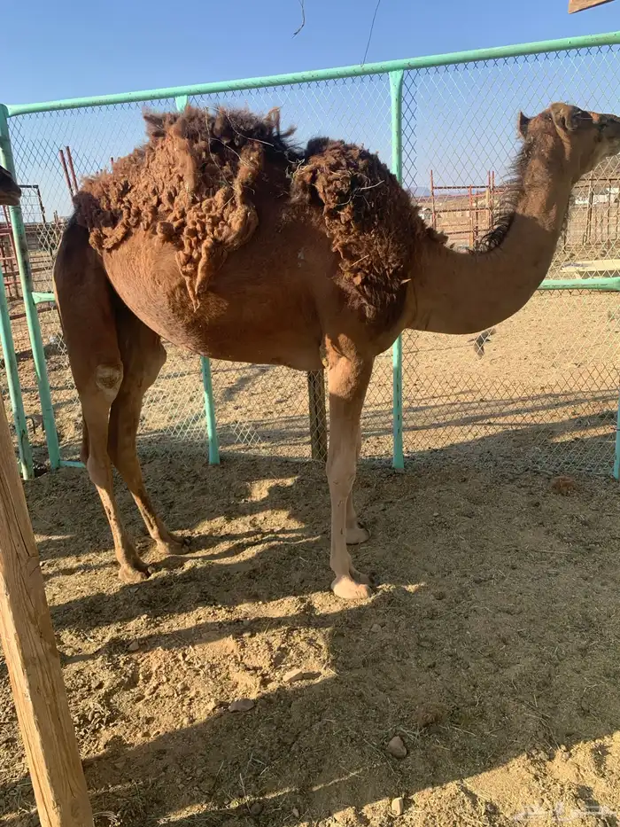 بكره حمرا دهما حقه غفال من الحمض ب7000 2