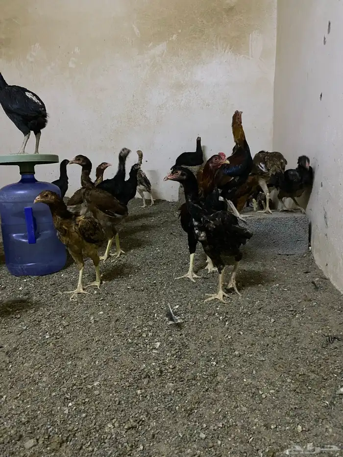 صوص باكستاني 3