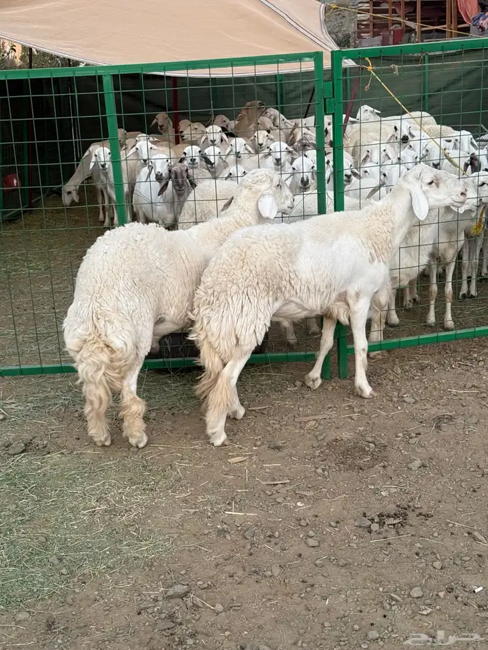 غنم مراح منوة القناي ( صغار سن ) 25