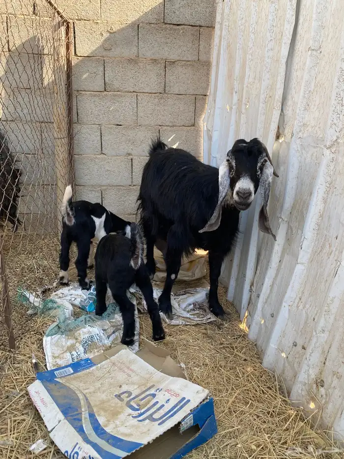 عنز معها جفرات 1