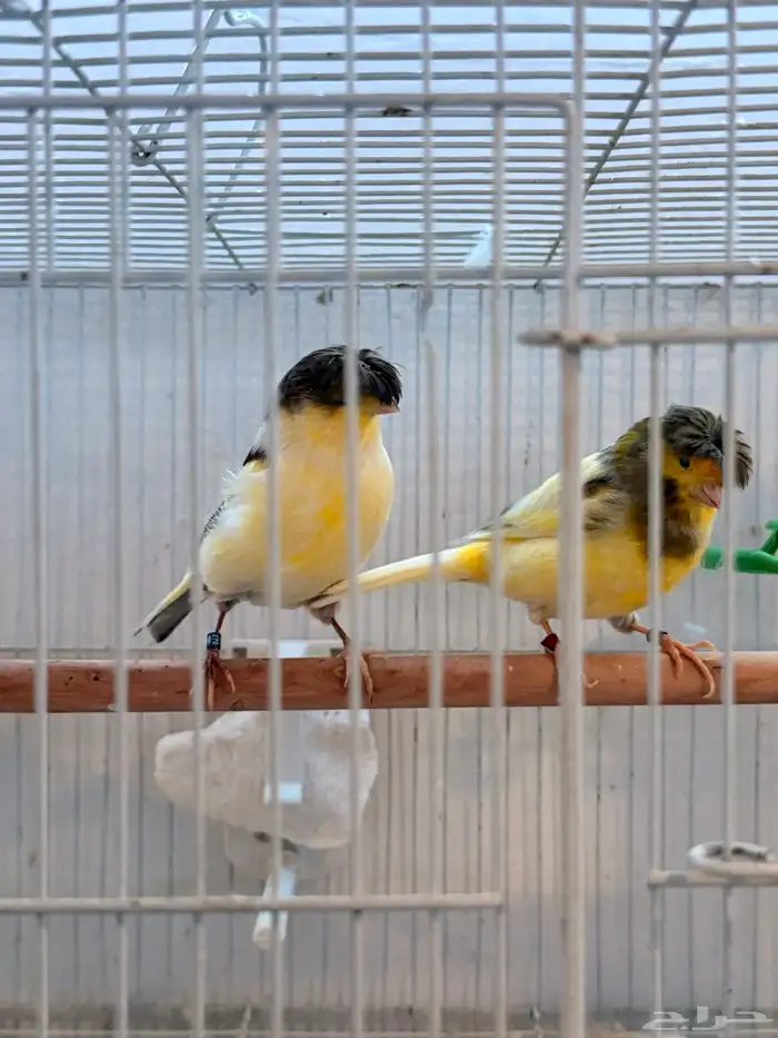 جوز جلوستر فاخر 6