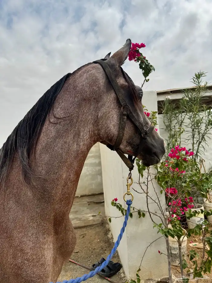 حصان للبيع 5