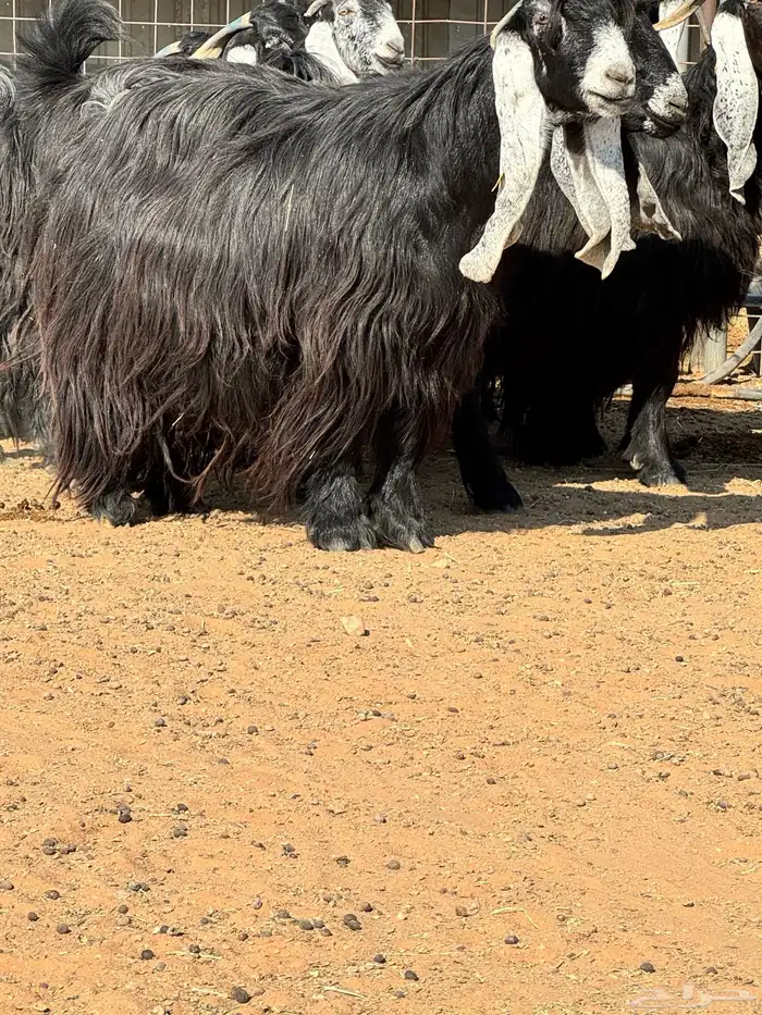 ماعز عوارض صنف الصنف تبارك الرحمن 16