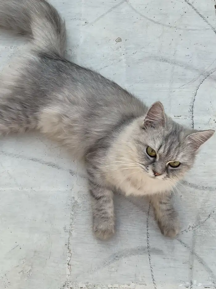 قطط تبنى 13