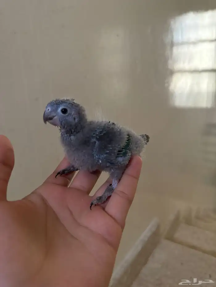 كنيور فروخ 0