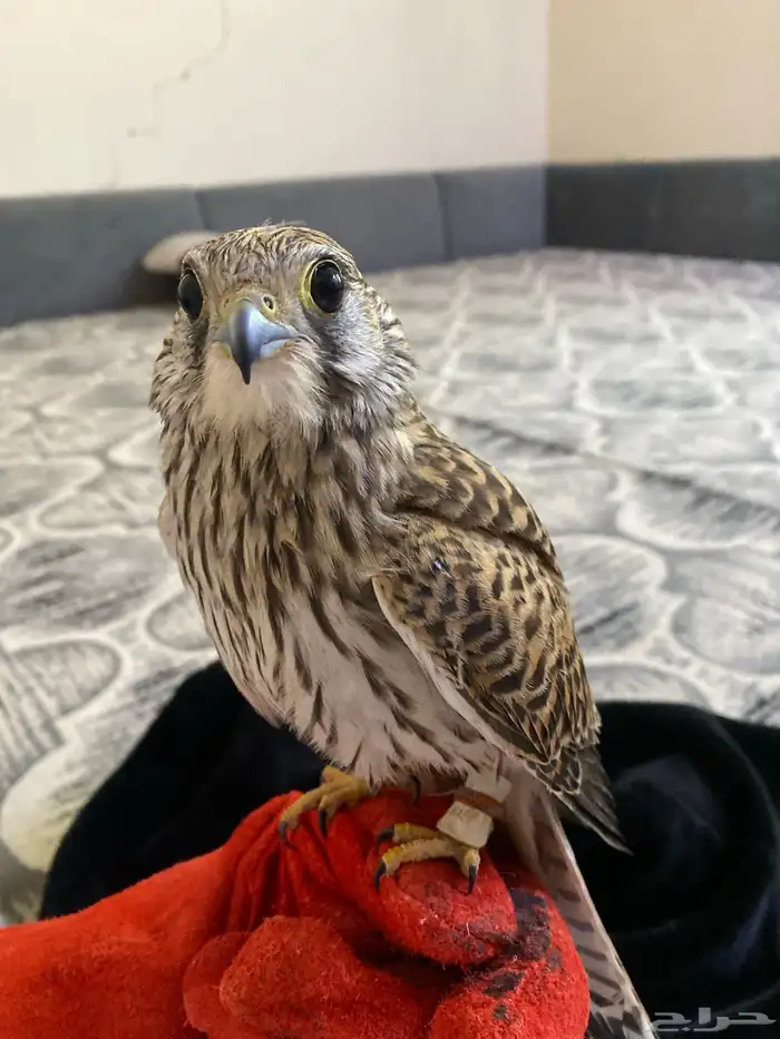 البيع الشبوط 1