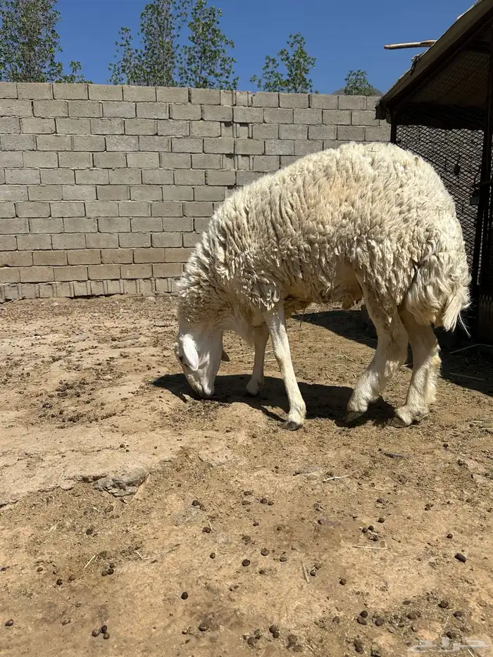 خروف فحل جذع 6