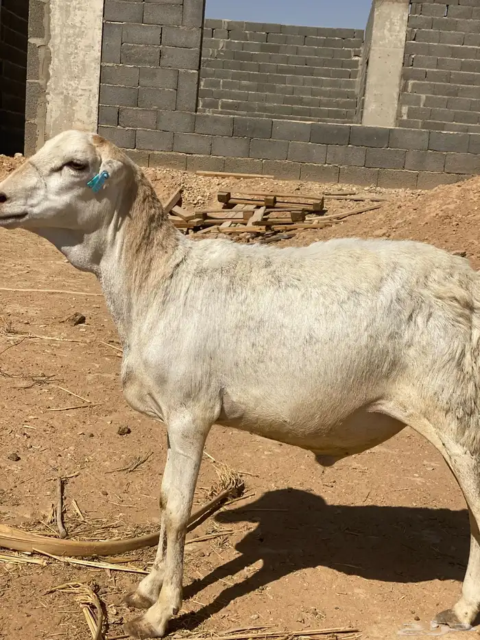 رفيدي مرابي 3 شهور فل الفل 0