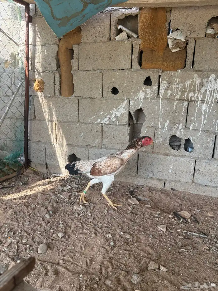 دجاج شامو ياباني 4