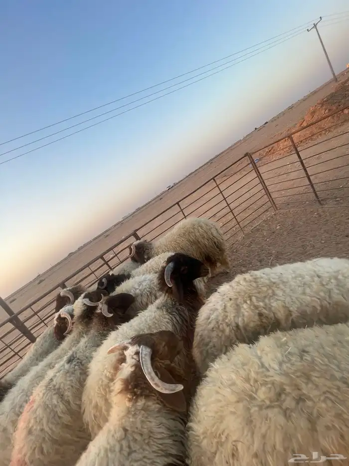 ذبايح نظيفه بري تمايم ضيفه 5