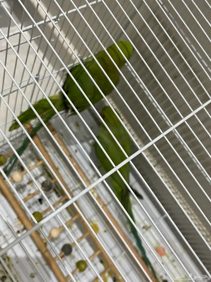 طيور الدره وكروان 0