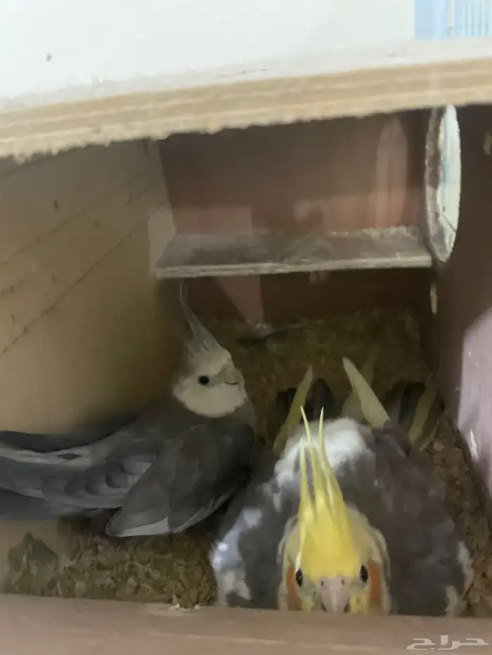 جوز كروان منتج 2