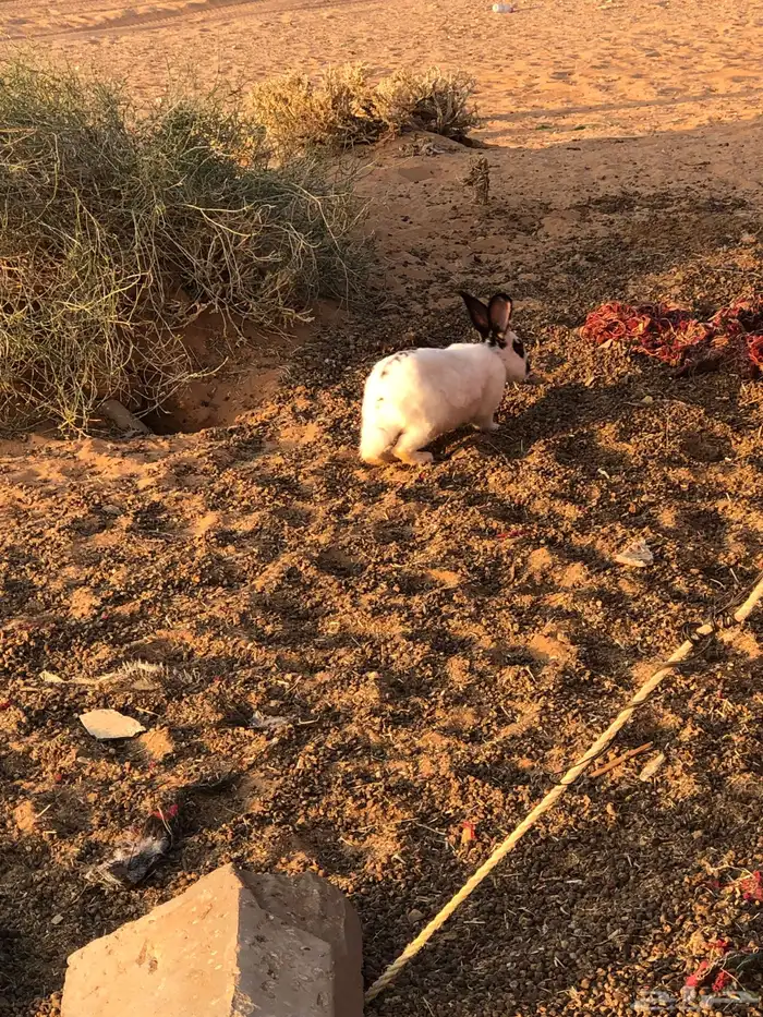 ذكر ارنب بابون 2