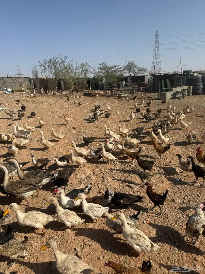 دجاج وبط بكيني وبح ووز عراقي 1