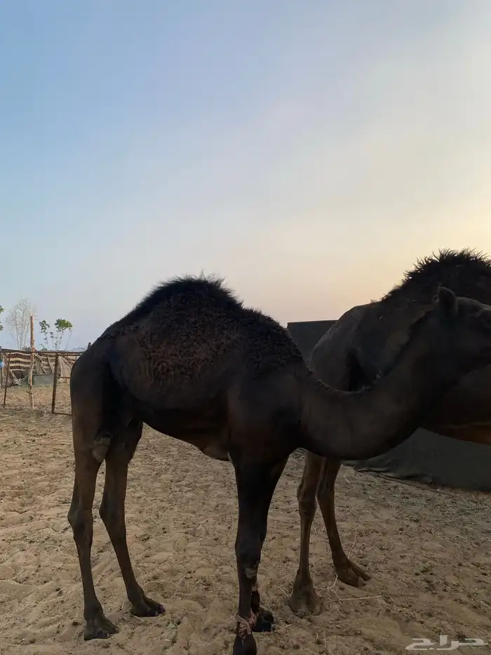 قعود مفرود يصلح فحل 0