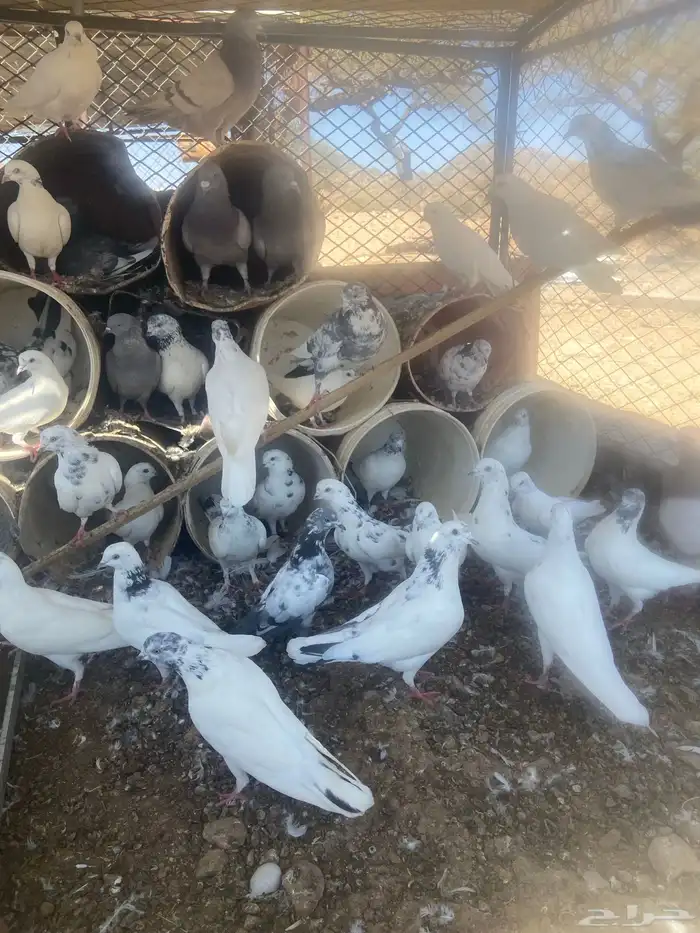 حمام مشكل عدد حول 52 حبه 3