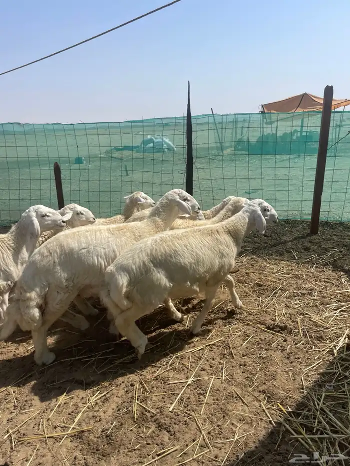 جميع انواع الذبائح متوفر حري سواكني تيوس محايلي يتوفر توصيل 6