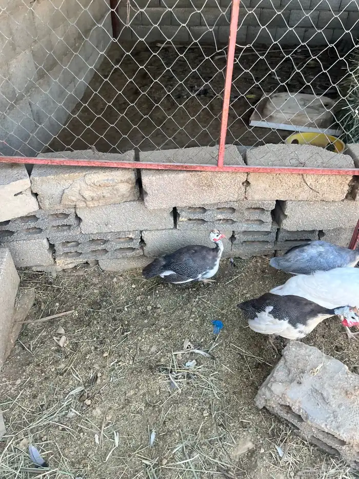 دجاج طقم حبشي تم البيع 9