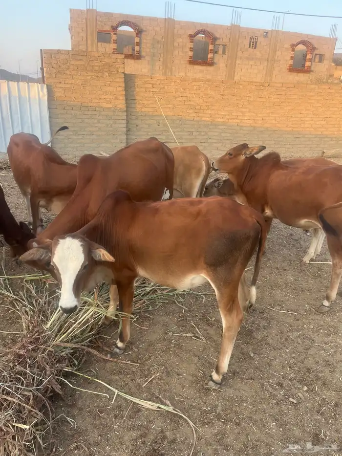 حسلان بلدي. طيبه 5