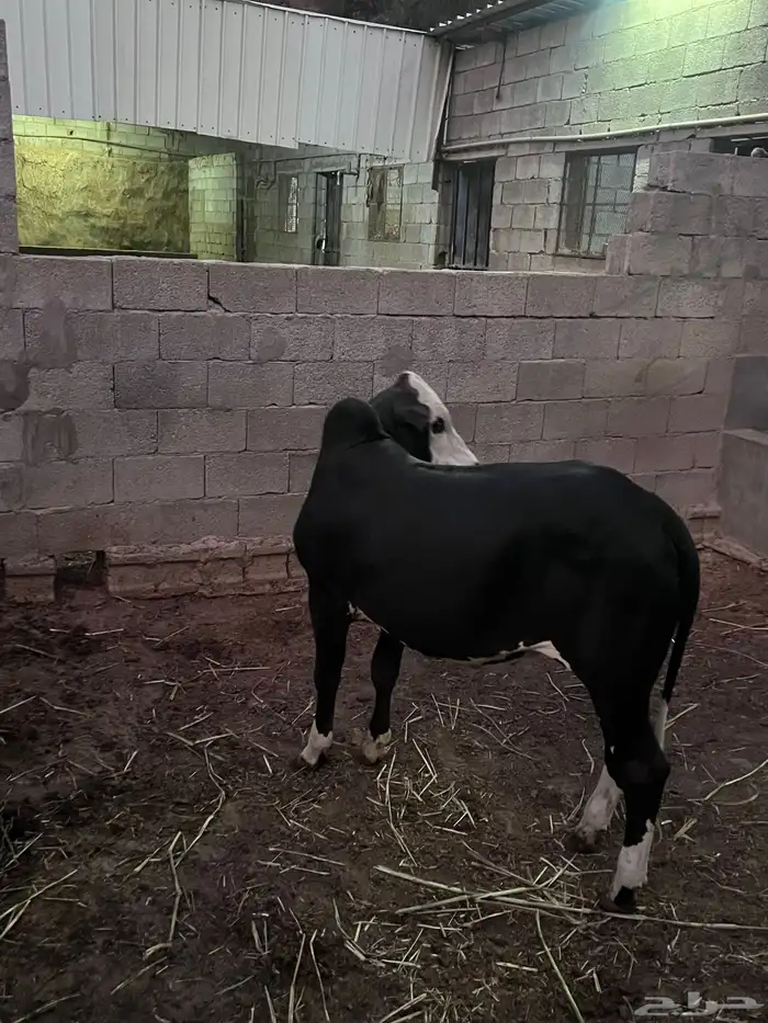حسيل بلدي سمين 1